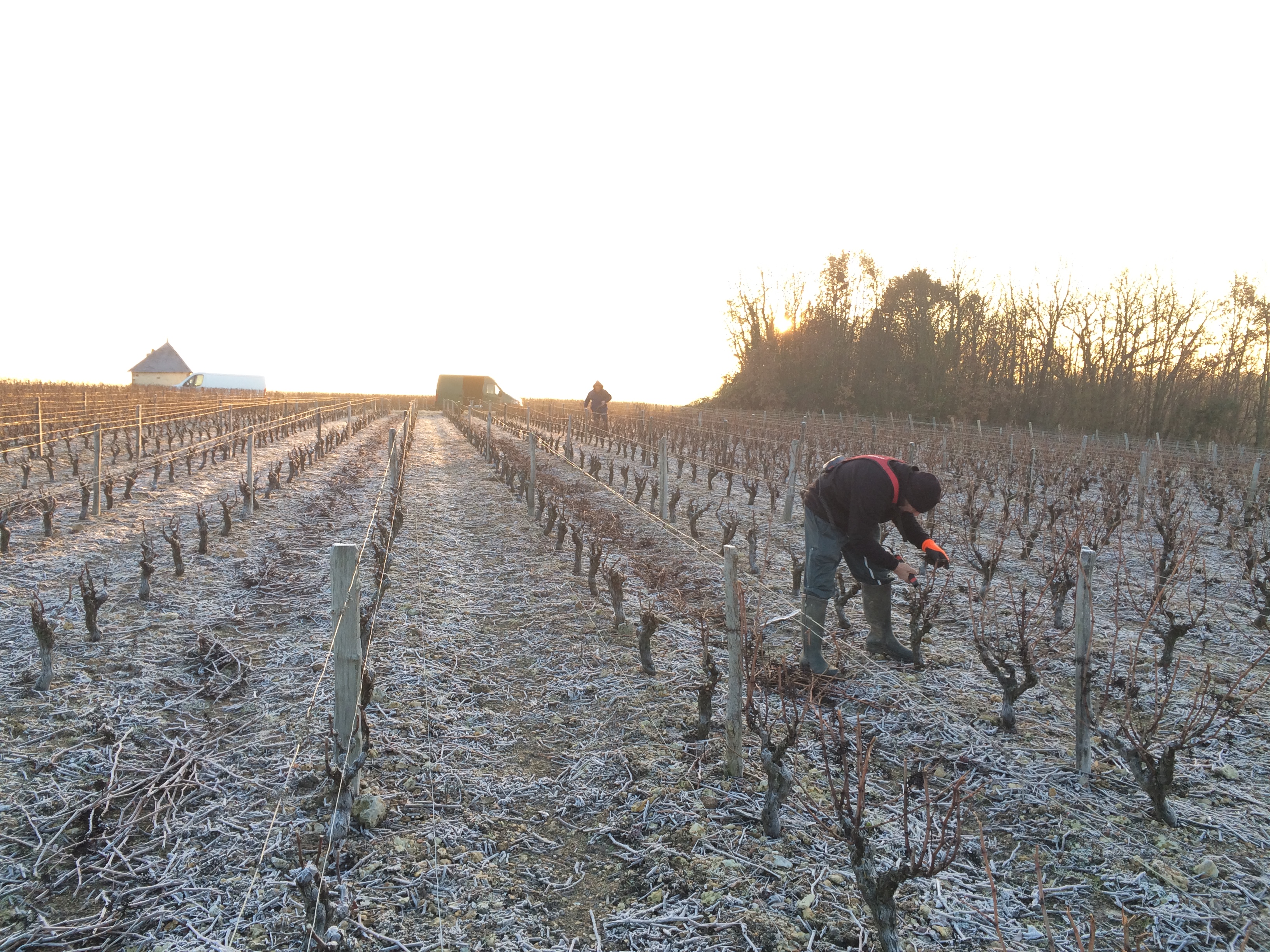 Taille des vignes pendant les gelées de février 2018